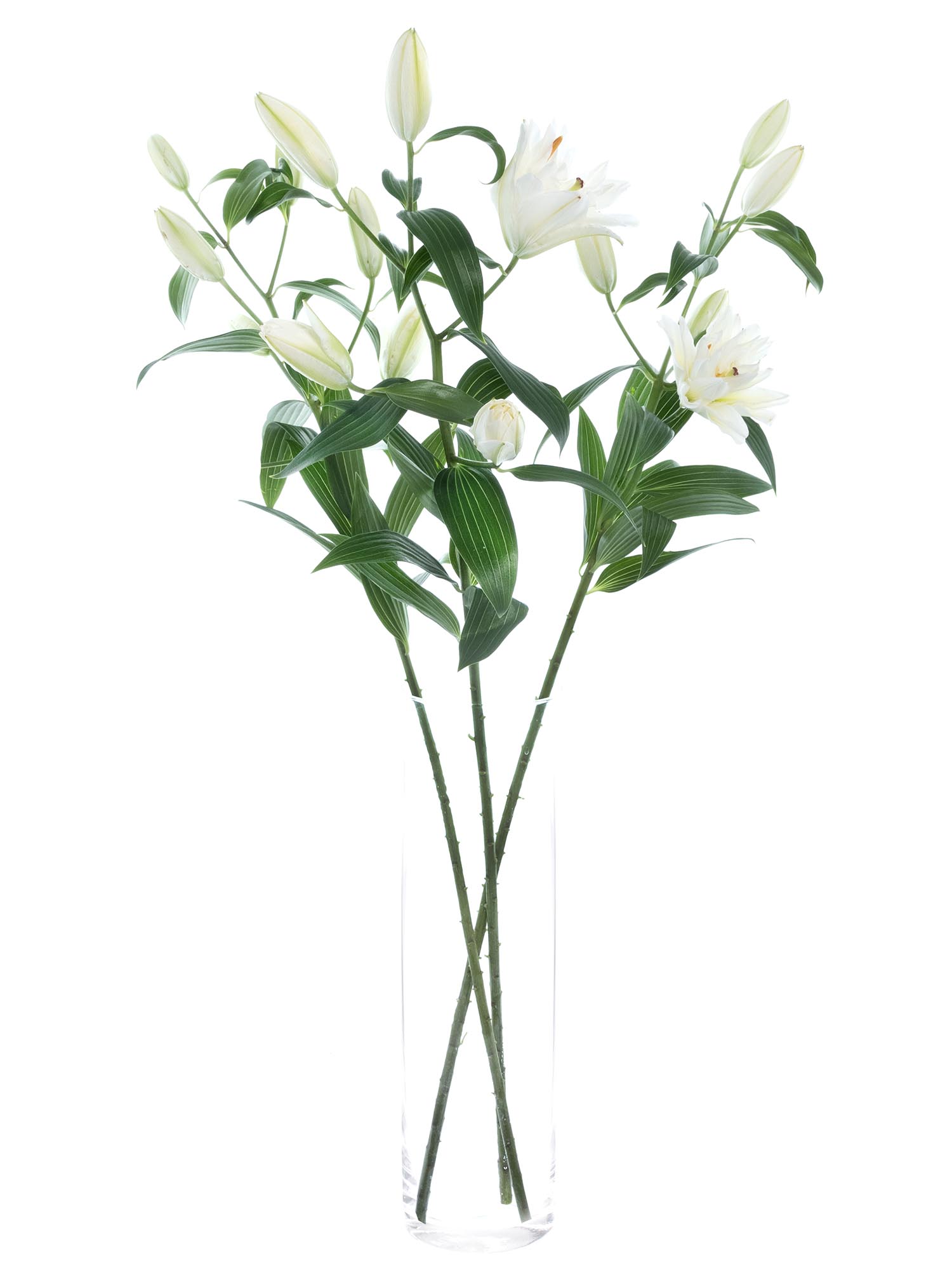 blumigo-snowboard-lilie-wei-gef-llt-frische-schnittblume image 3