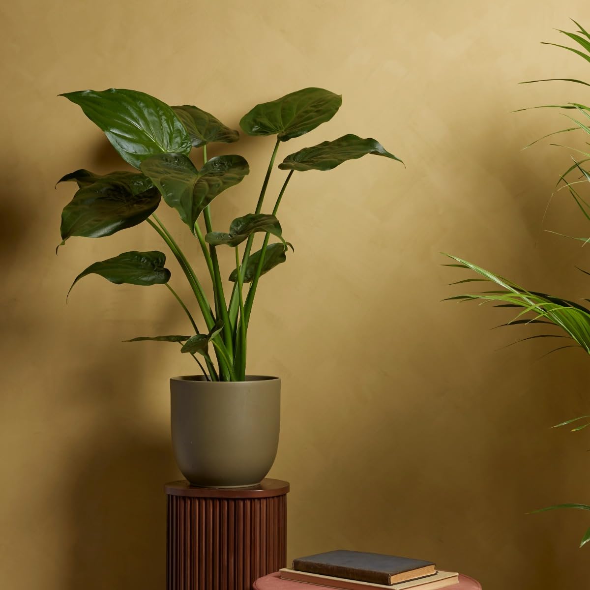 plnts-rareplnts-alocasia-cucullata-zimmerpflanze-65-cm-pfeilblatt image 6