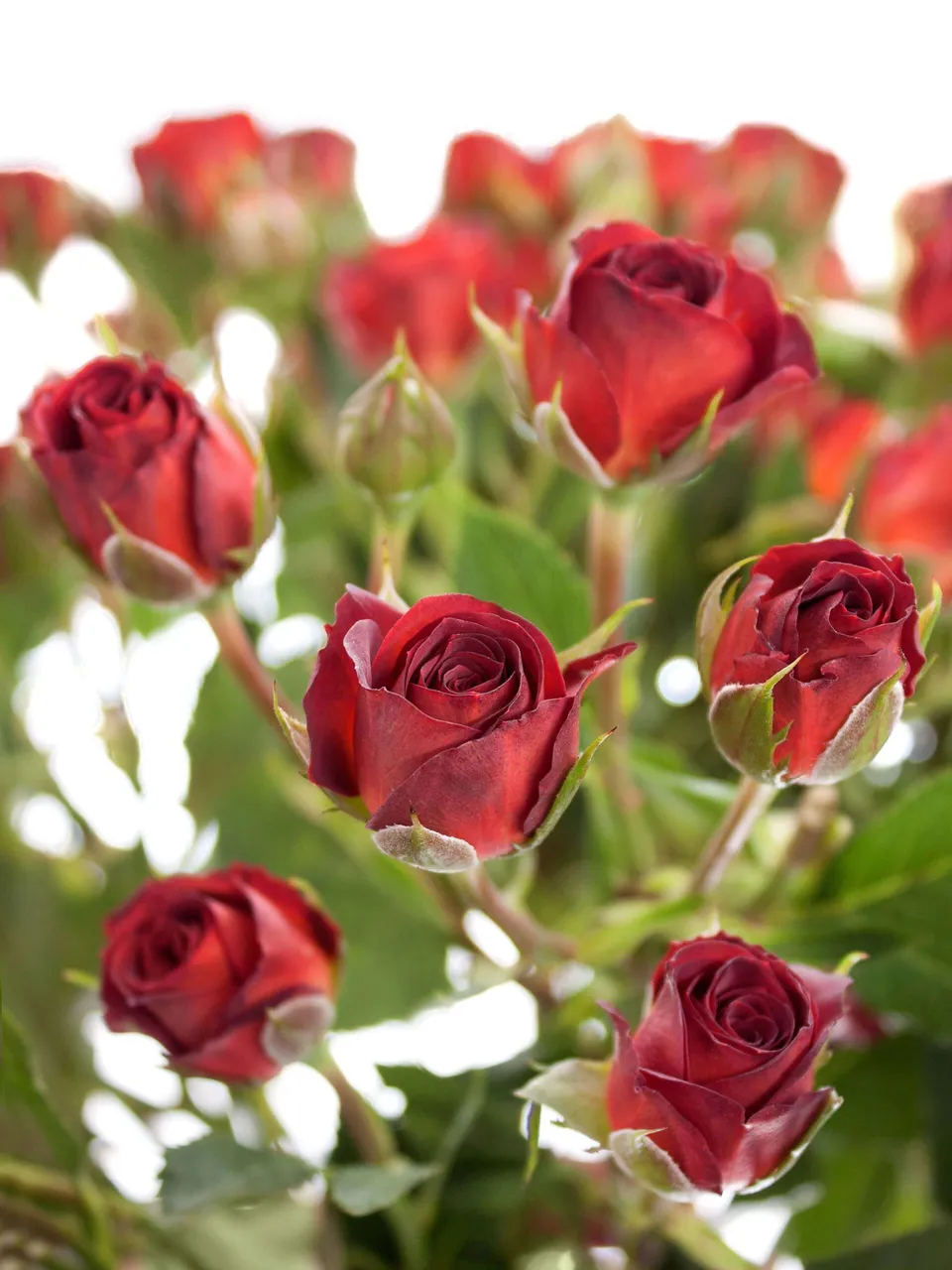 blumigo-rosen-chocochino-verzweigt-schnittrose-dunkelrot image 1