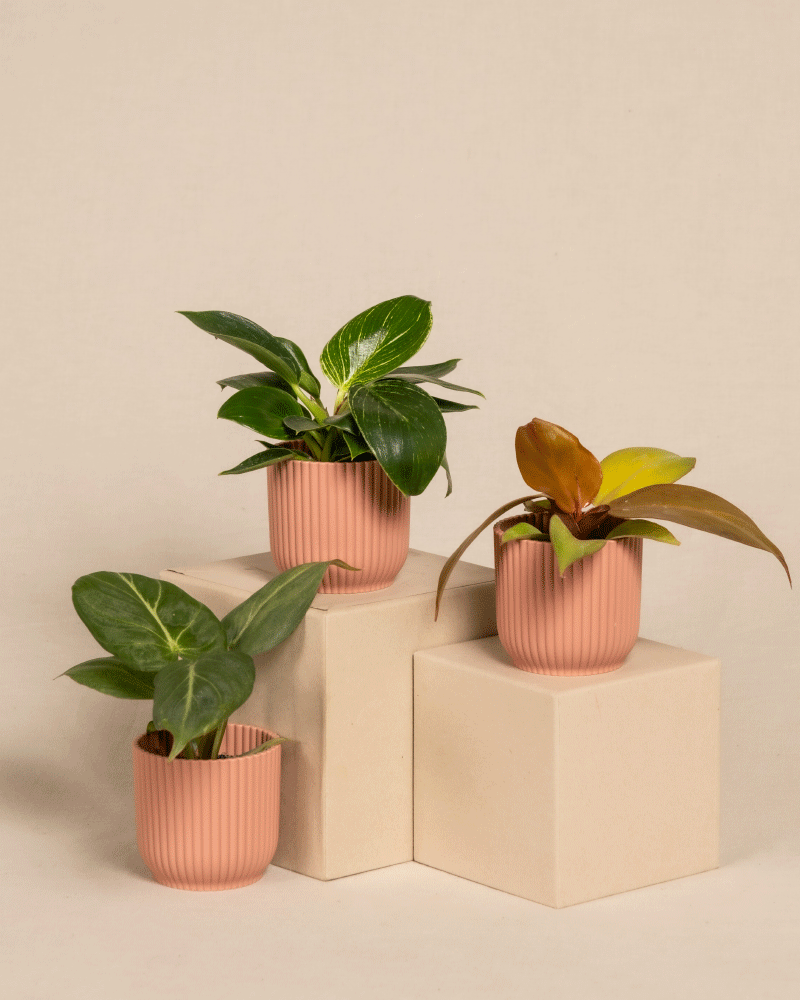 feey-variado-babypflanzen-trio-philodendron-zimmerpflanze-ohne-bertopf image 7