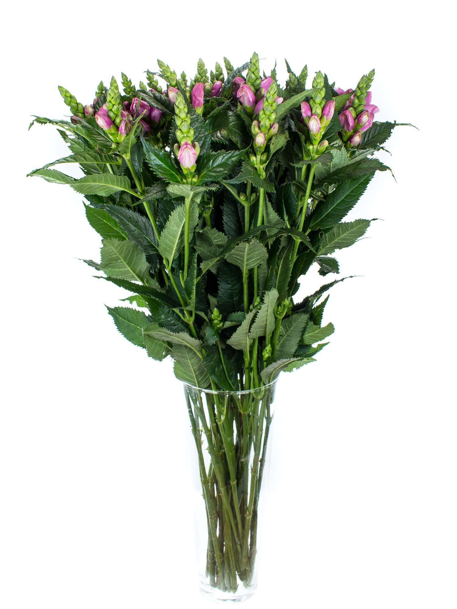blumigo-chelonen-schildblumen-pink-schnittblume-1-stiel image 2
