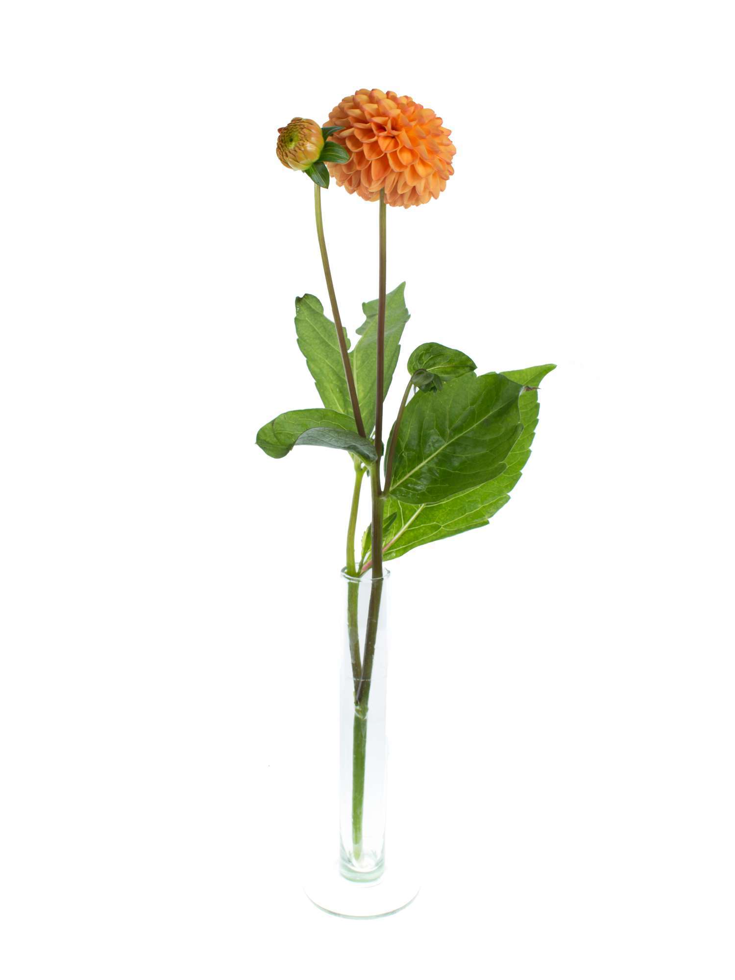 blumigo-blattwerk-dahlien-souvenier-d-ete-blume-orange image 3