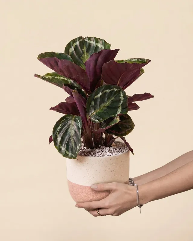 feey-calathea-roseopicta-zimmerpflanze-ohne-bertopf-tierfreundlich image 1