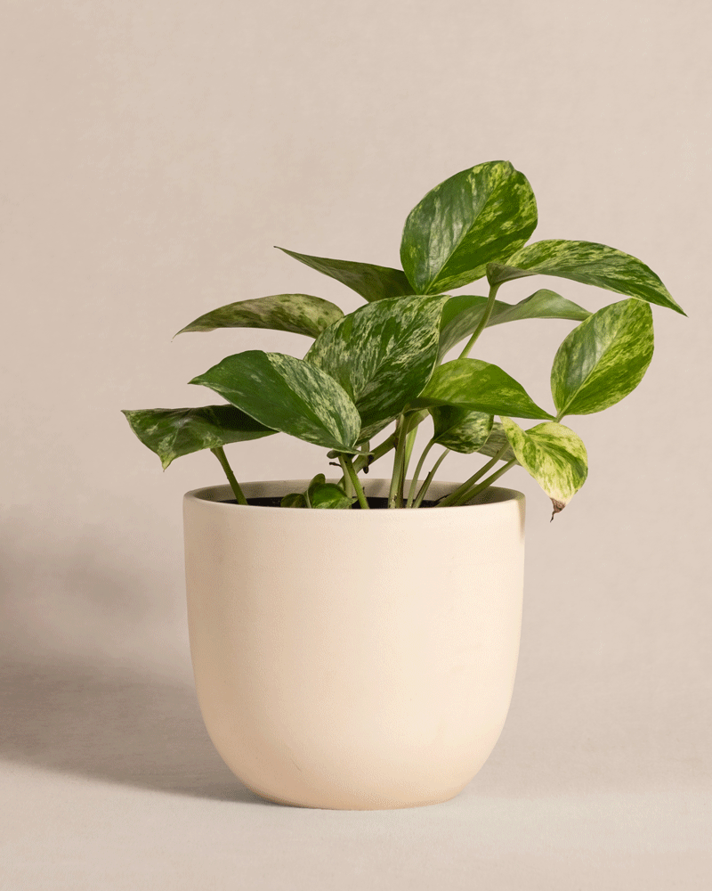 feey-variado-marble-queen-efeutute-zimmerpflanze-ohne-bertopf image 6