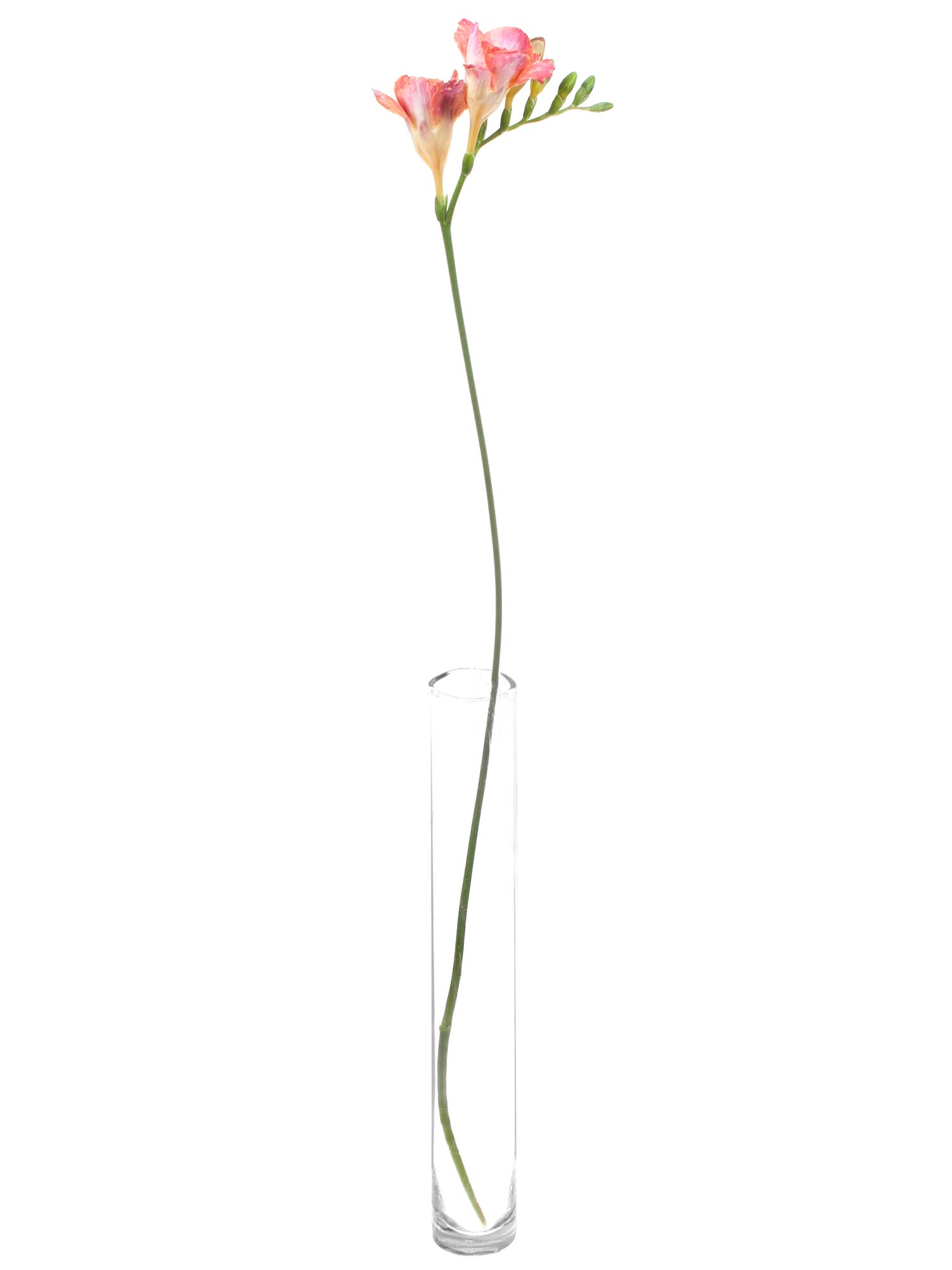 blumigo-freesien-peachy-queen-schnittblumen-apricot-pink-duftend image 3