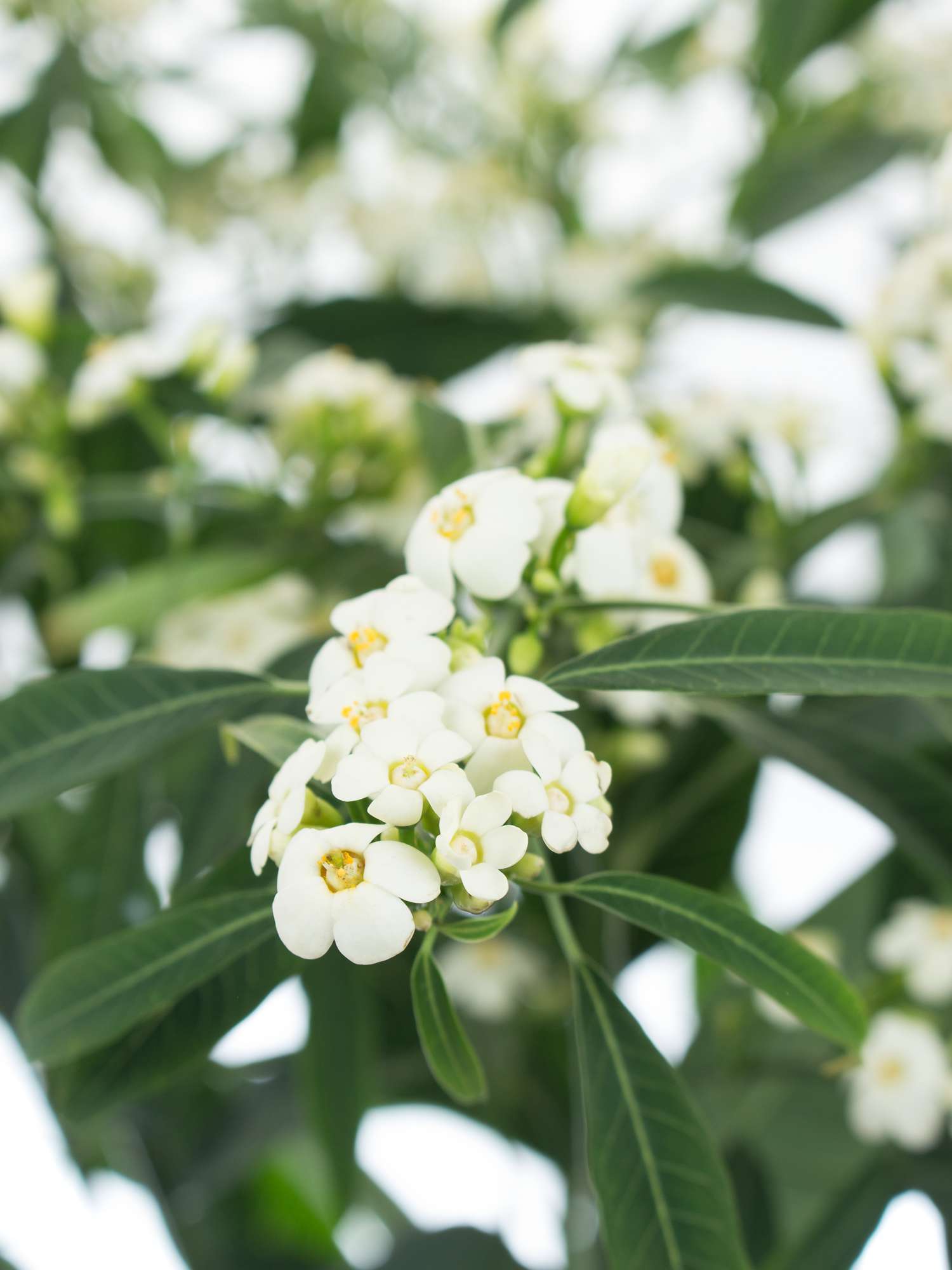 blumigo-blattwerk-euphorbia-fulgens-quicksilver-schnittblume-wei-1-stiel image 1