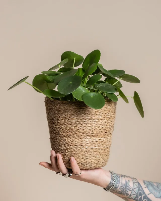 feey-variado-pflanzkorb-kesat-16-cm-seegras-natur image 1