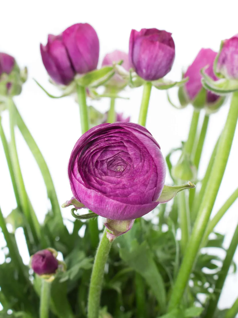 blumigo-ranunkeln-purple-jean-schnittblume-violett image 1