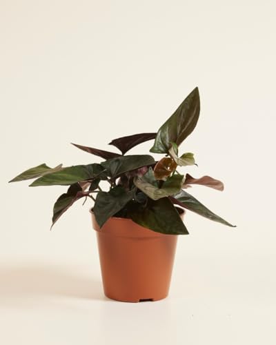 plnts-rareplnts-syngonium-red-arrow-purpurtute-12cm image 7