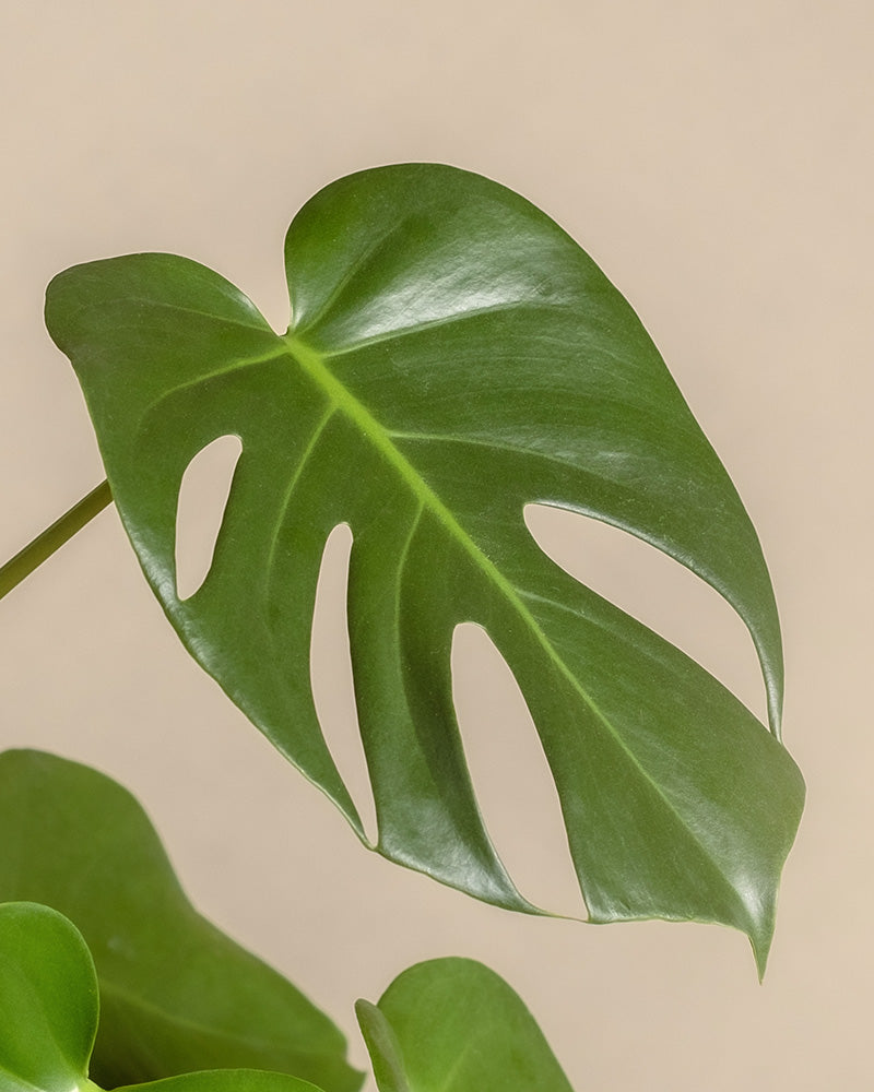 feey-variado-gro-e-monstera-zimmerpflanze-ohne-bertopf image 2