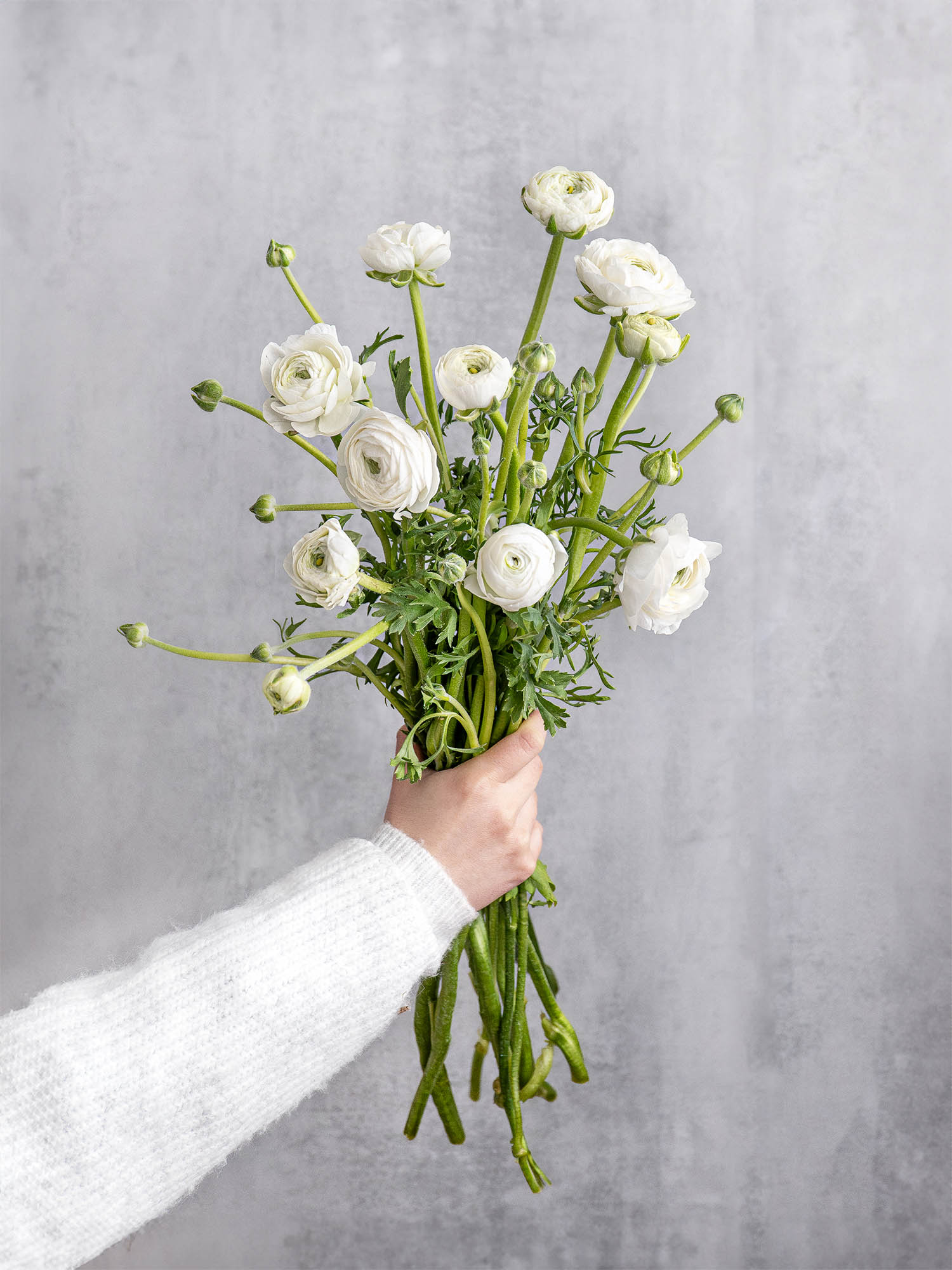 blumigo-ranunkeln-elegance-white-ranunkel-wei-einzelstiel image 2
