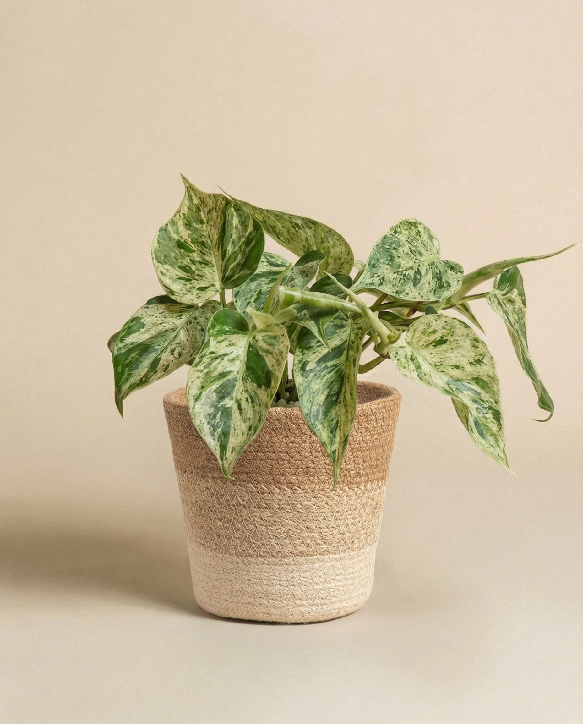 feey-variado-philodendron-oxycardium-variegata-zimmerpflanze-ohne-bertopf image 8