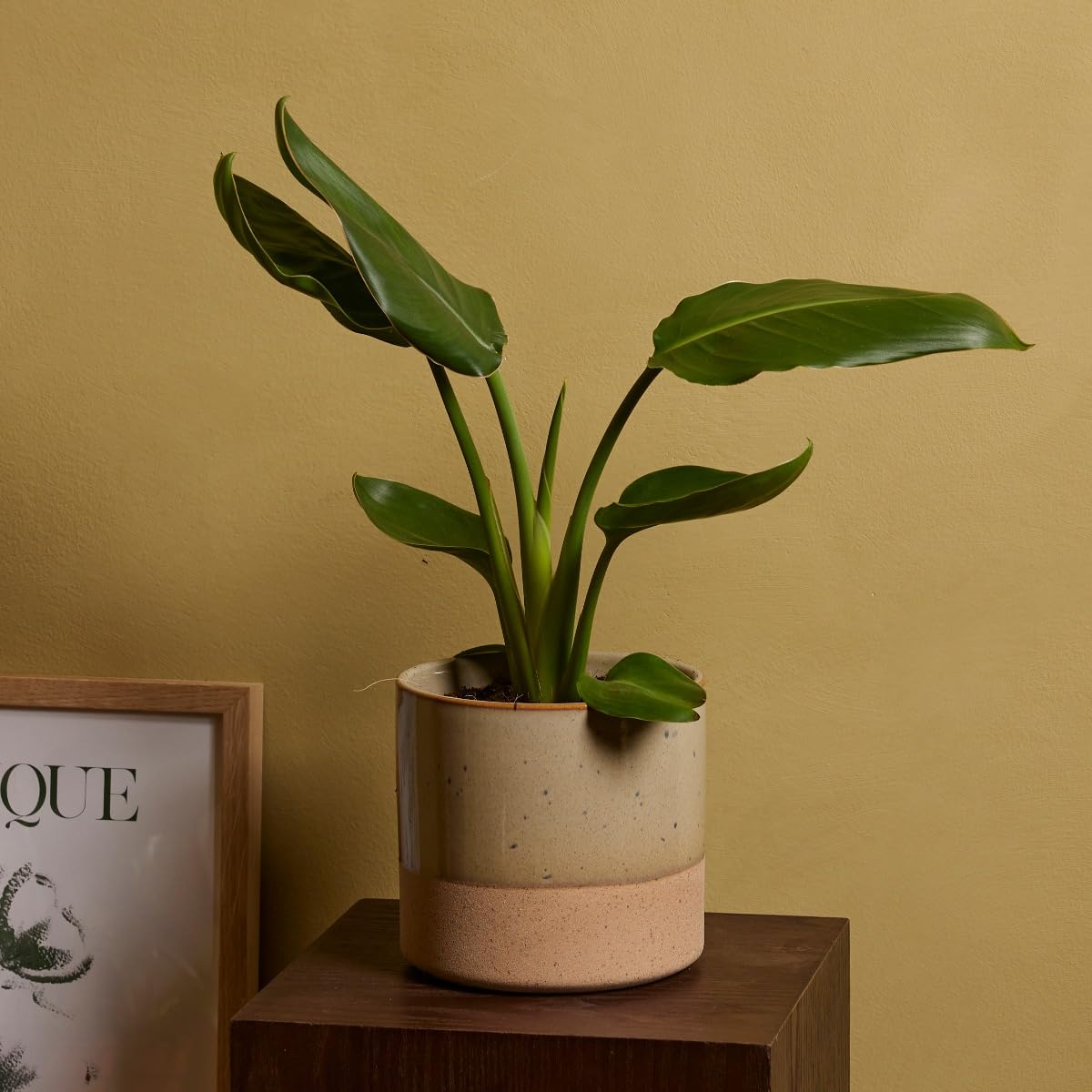 plnts-rareplnts-strelitzia-reginae-zimmerpflanze-30-cm-paradiesvogelblume image 6