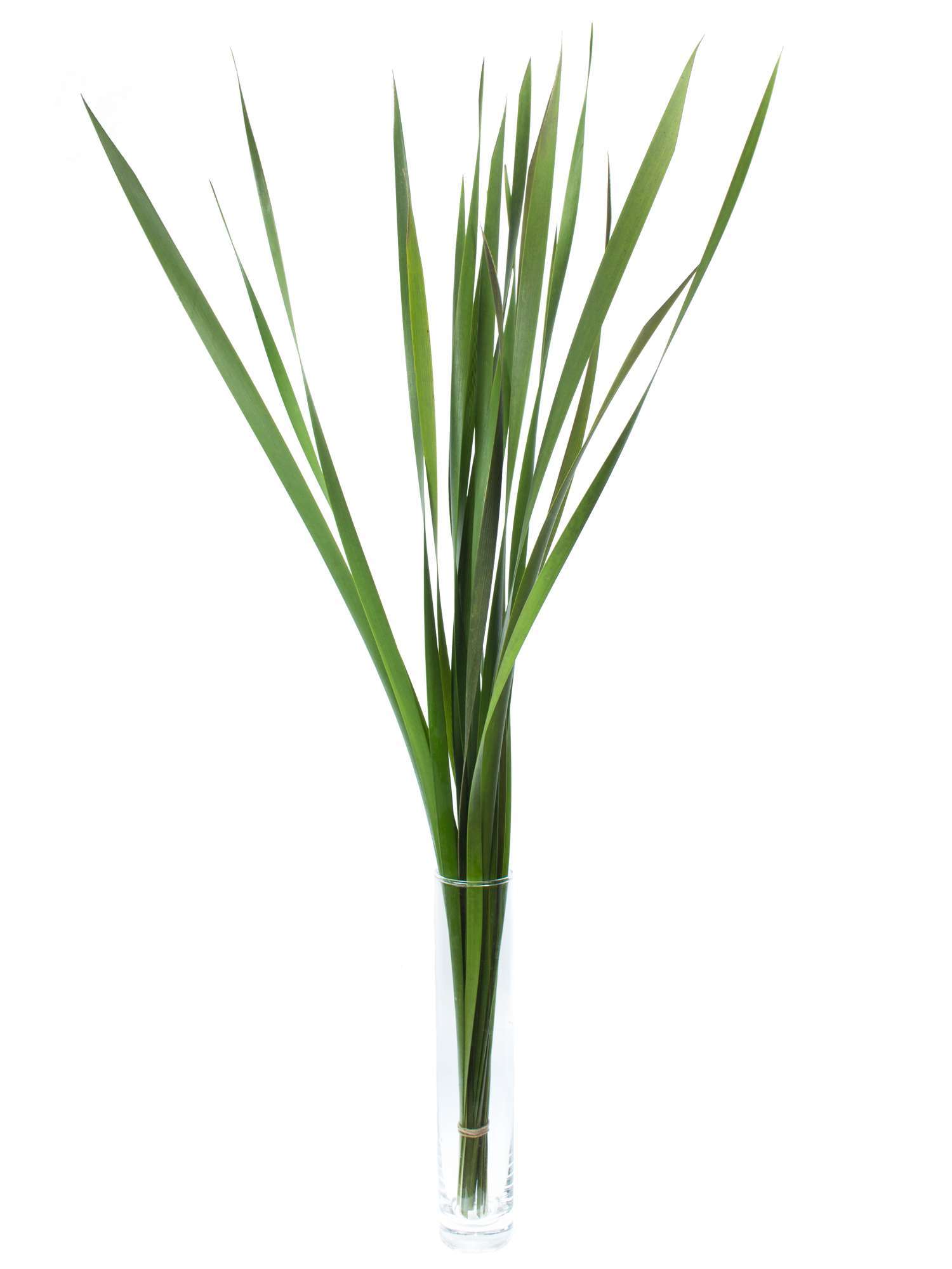 blumigo-blattwerk-und-bindegr-n-typhabl-tter-schnittgr-n-lang image 1