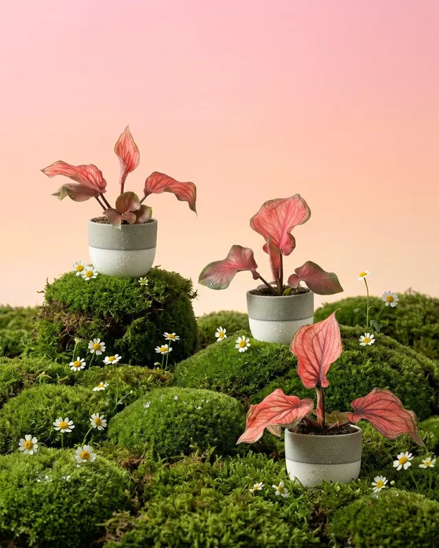 feey-variado-baby-caladium-lucia-3er-set-ohne-bertopf-pink image 1
