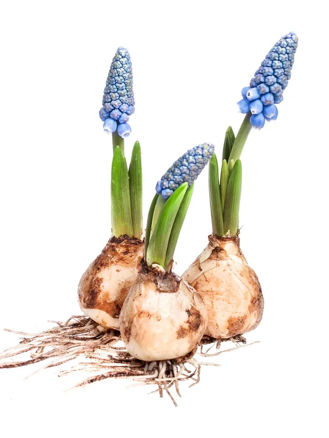 blumigo-fr-hlingsknollen-traubenhyazinthen-muscari-knollen-blau image 1