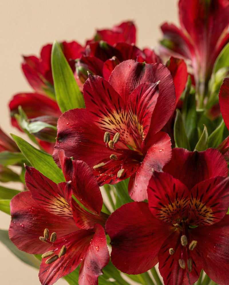 feey-rilio-alstroemeria-rot-schnittblumen-frisch image 2