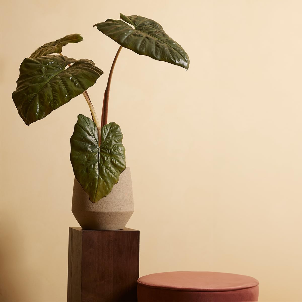 plnts-rareplnts-alocasia-yucatan-princess-zimmerpflanze-40-cm image 7