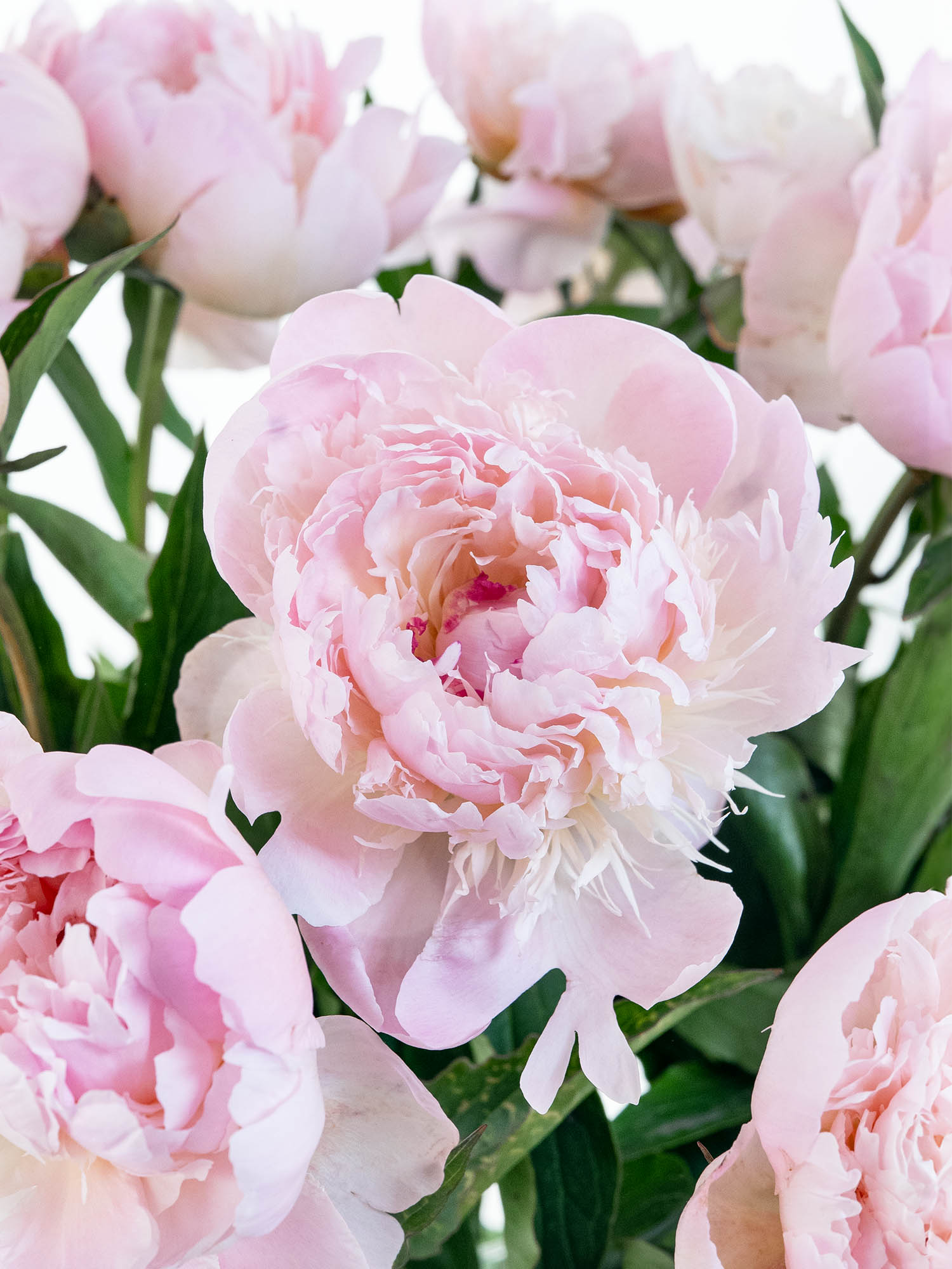 blumigo-pfingstrosen-alertie-rosa-schnittblumen-geschlossen image 2