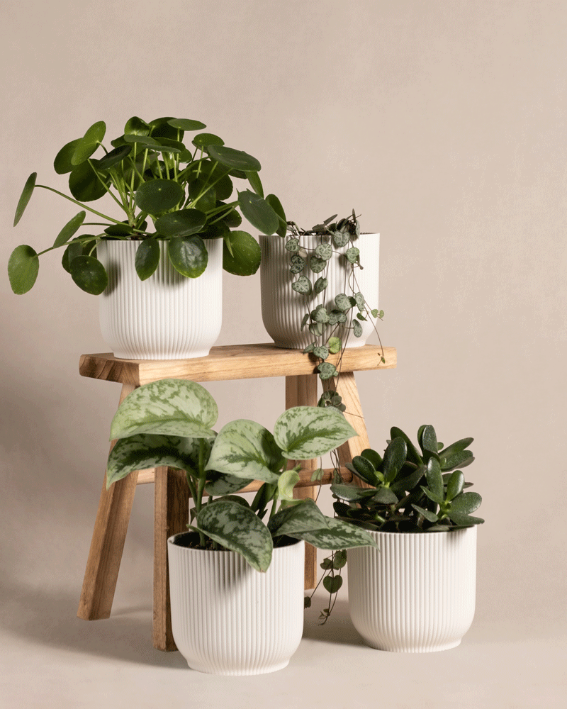 feey-variado-pflanzen-set-regal-4er-ohne-bertopf-halbschattig image 8