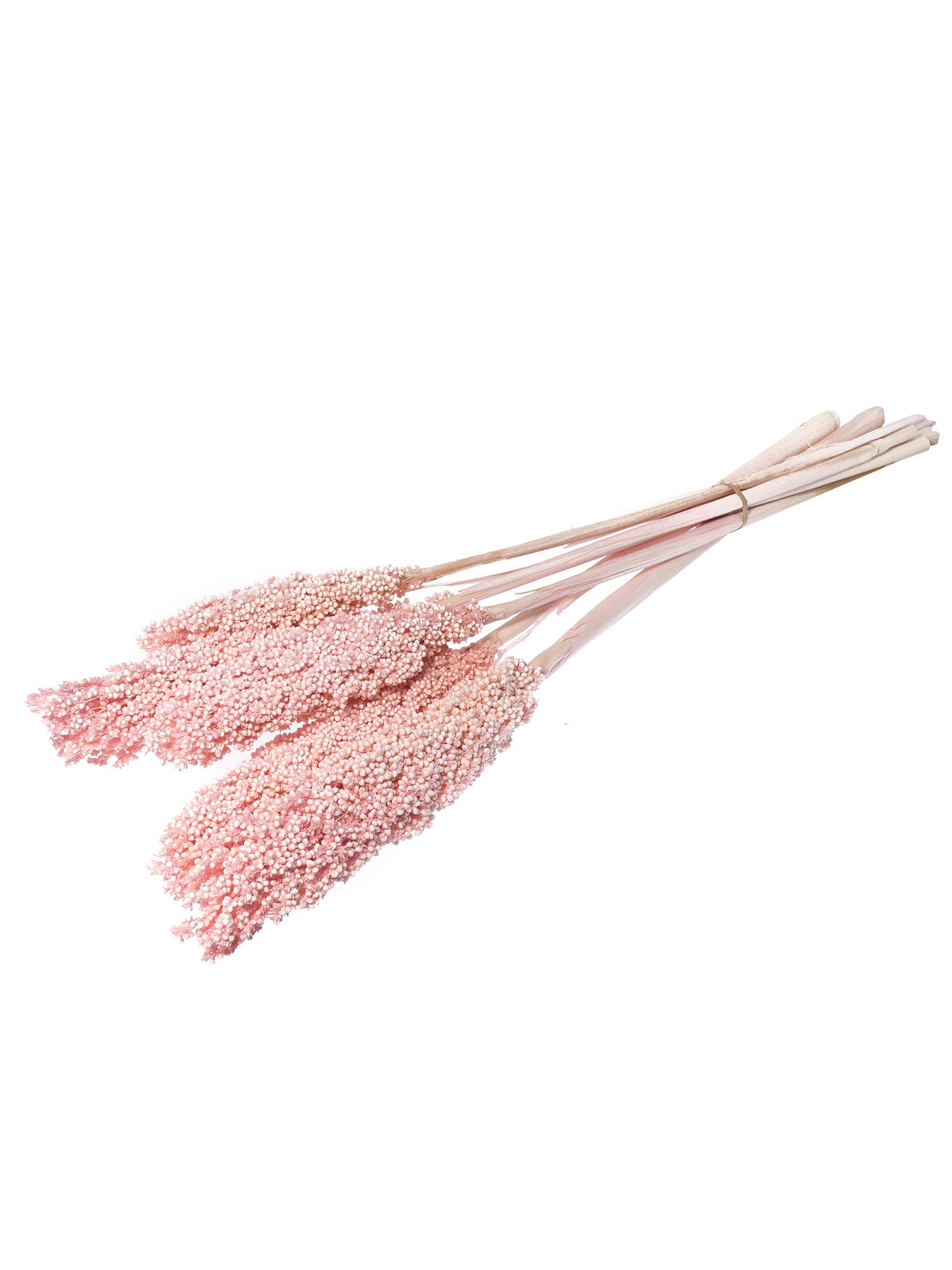 blumigo-trockenblumen-sorghumhirse-trockengras-rosa image 3