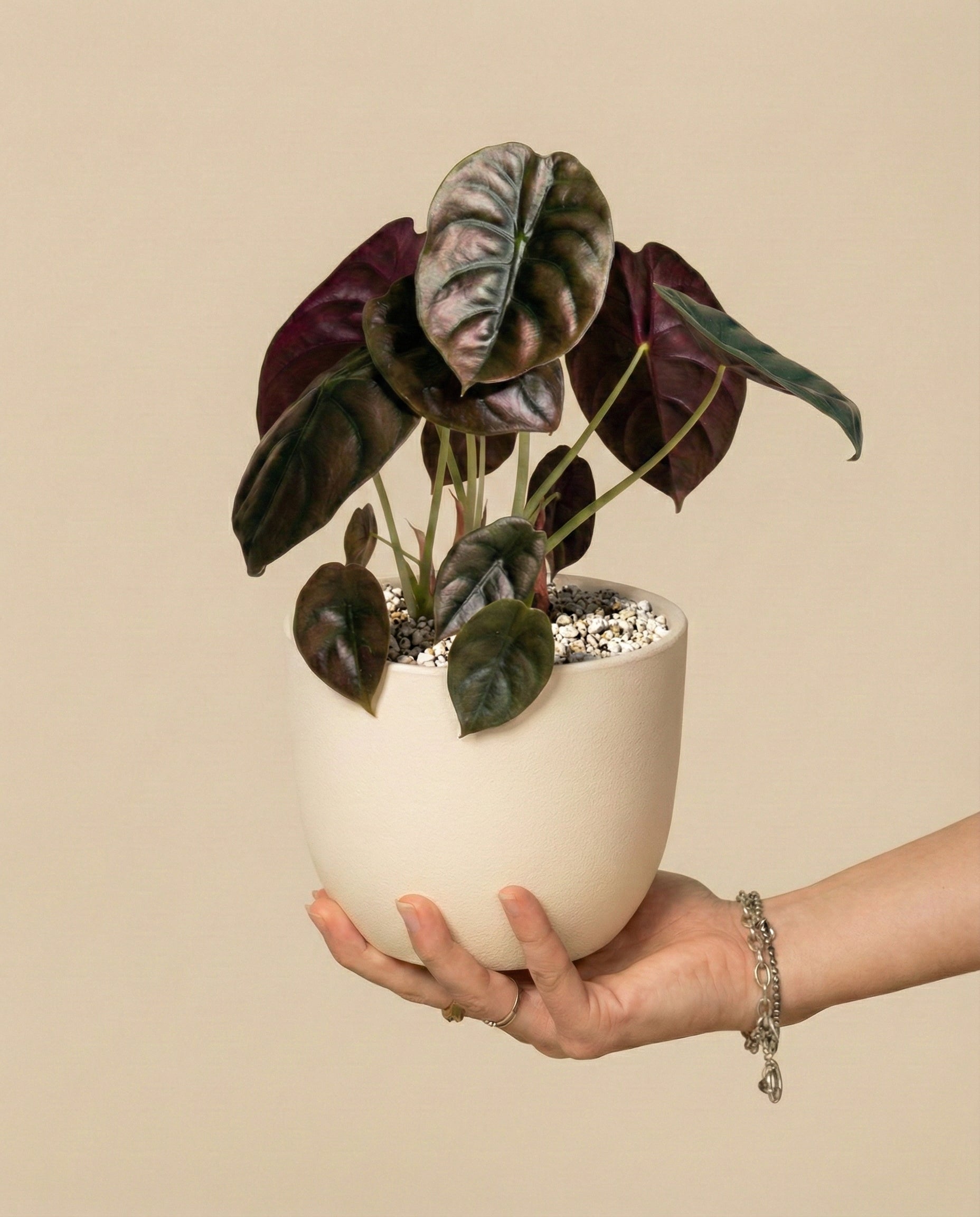 feey-variado-alocasia-red-secret-elefantenohr-topf-16 image 1