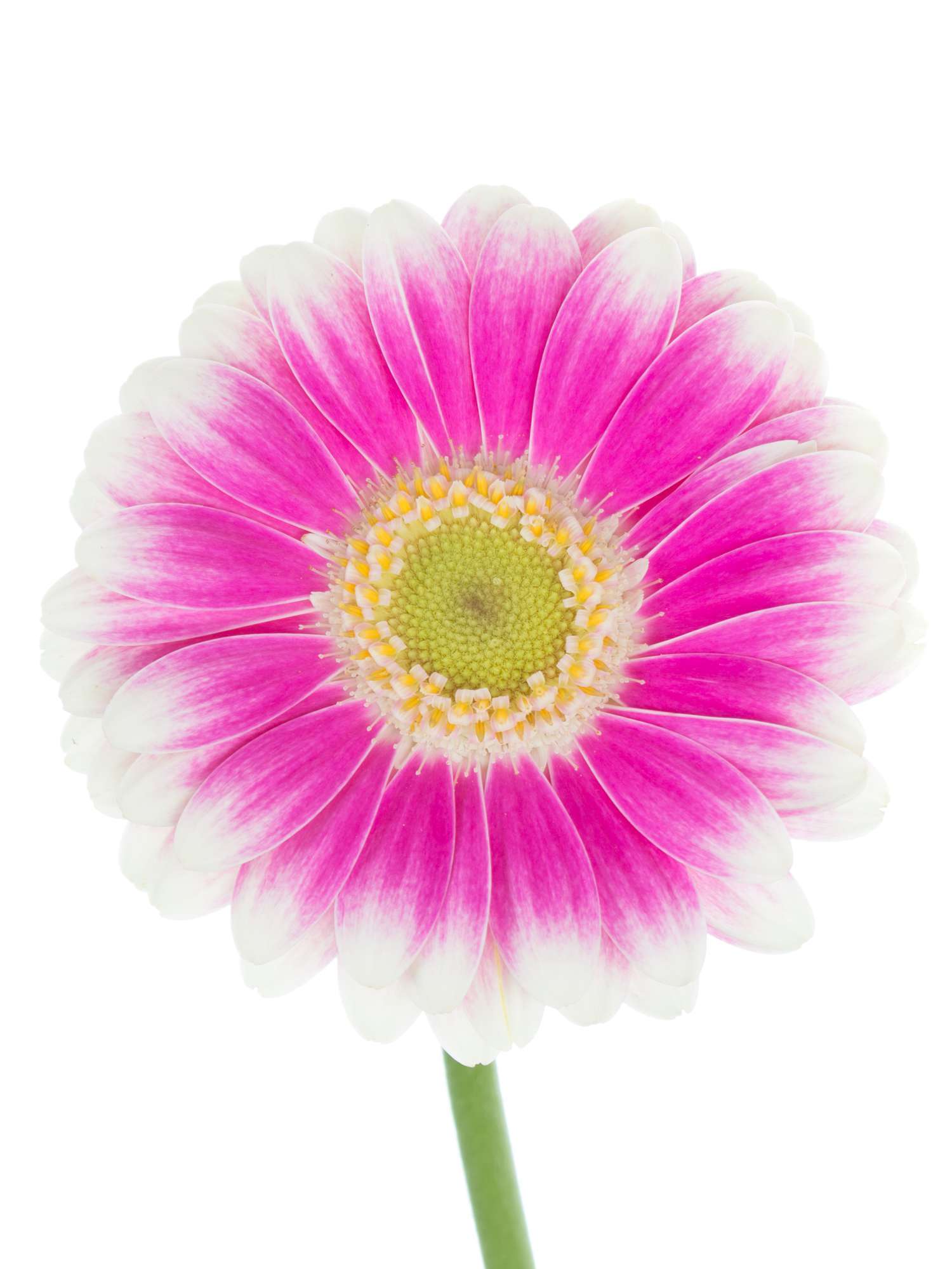 blumigo-gerbera-mini-lets-dance-schnittblume-pink-wei image 1