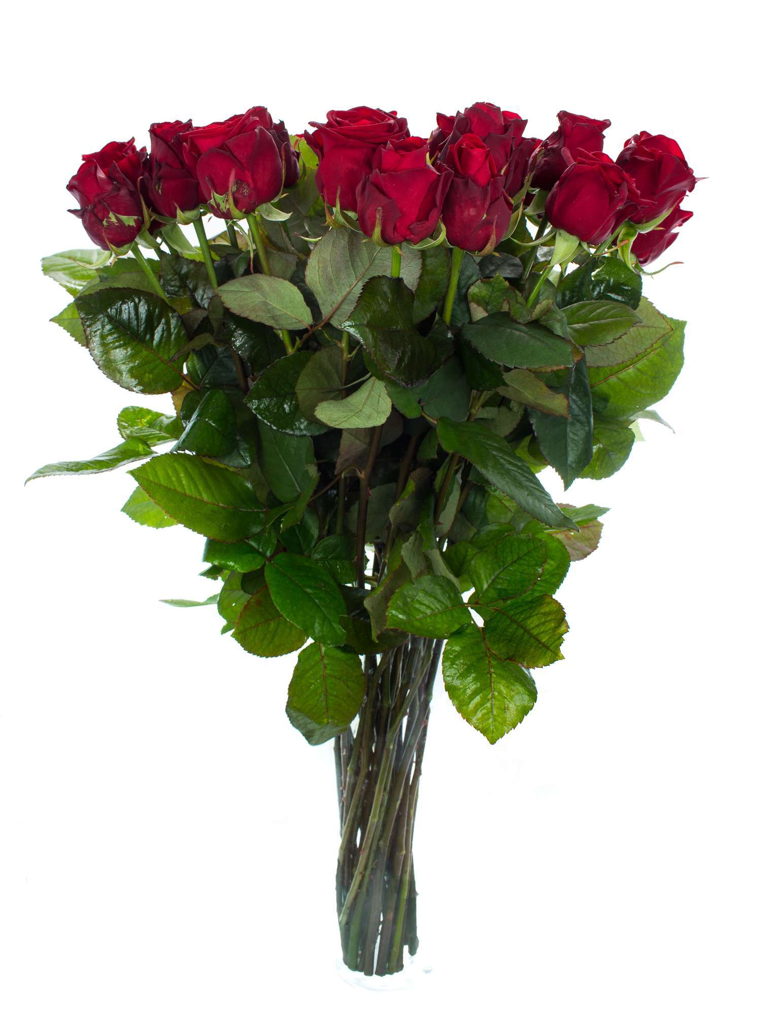blumigo-rosen-20-rote-premium-rosen-langstielig image 2