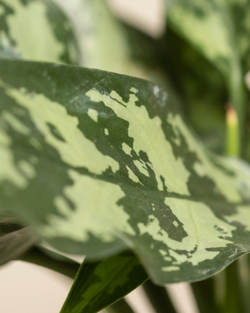 feey-variado-aglaonema-maria-zimmerpflanze-ohne-bertopf image 2