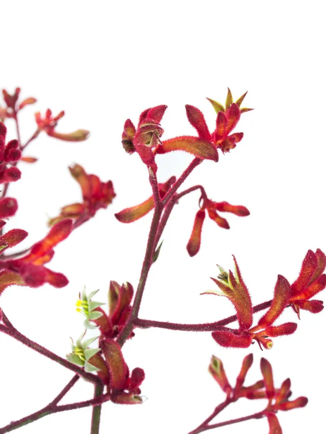 blumigo-k-ngurupfote-early-spring-schnittblume-rot-orange image 1