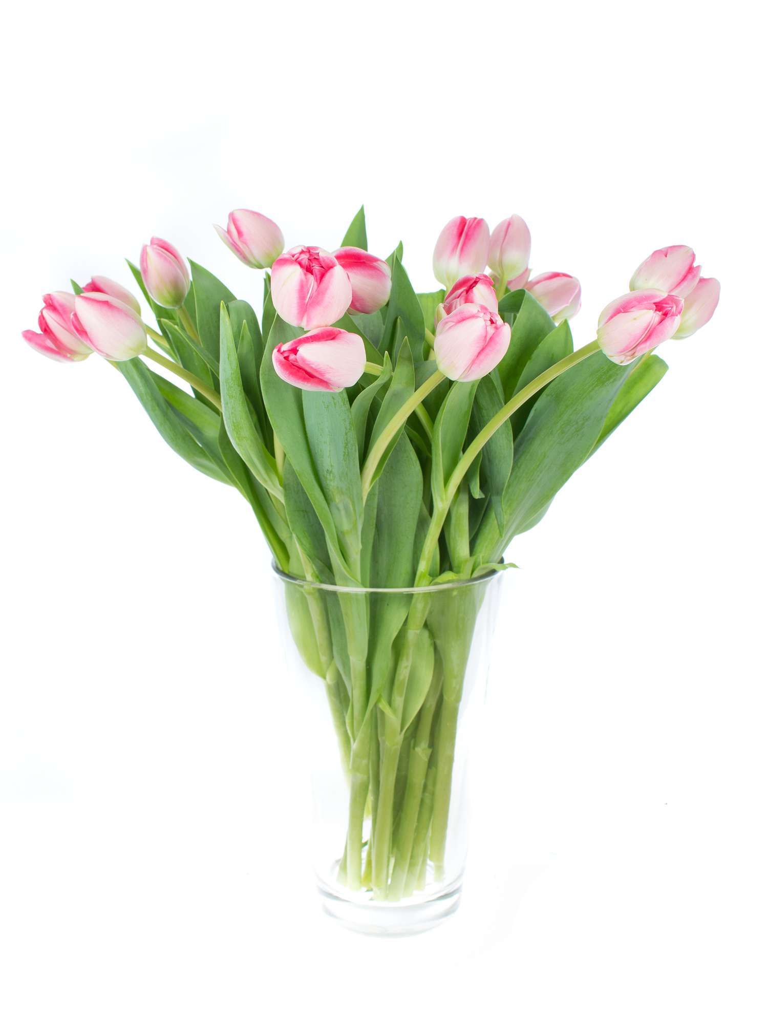 blumigo-tulpen-up-pink-gef-llte-tulpen-pink-weiss image 2