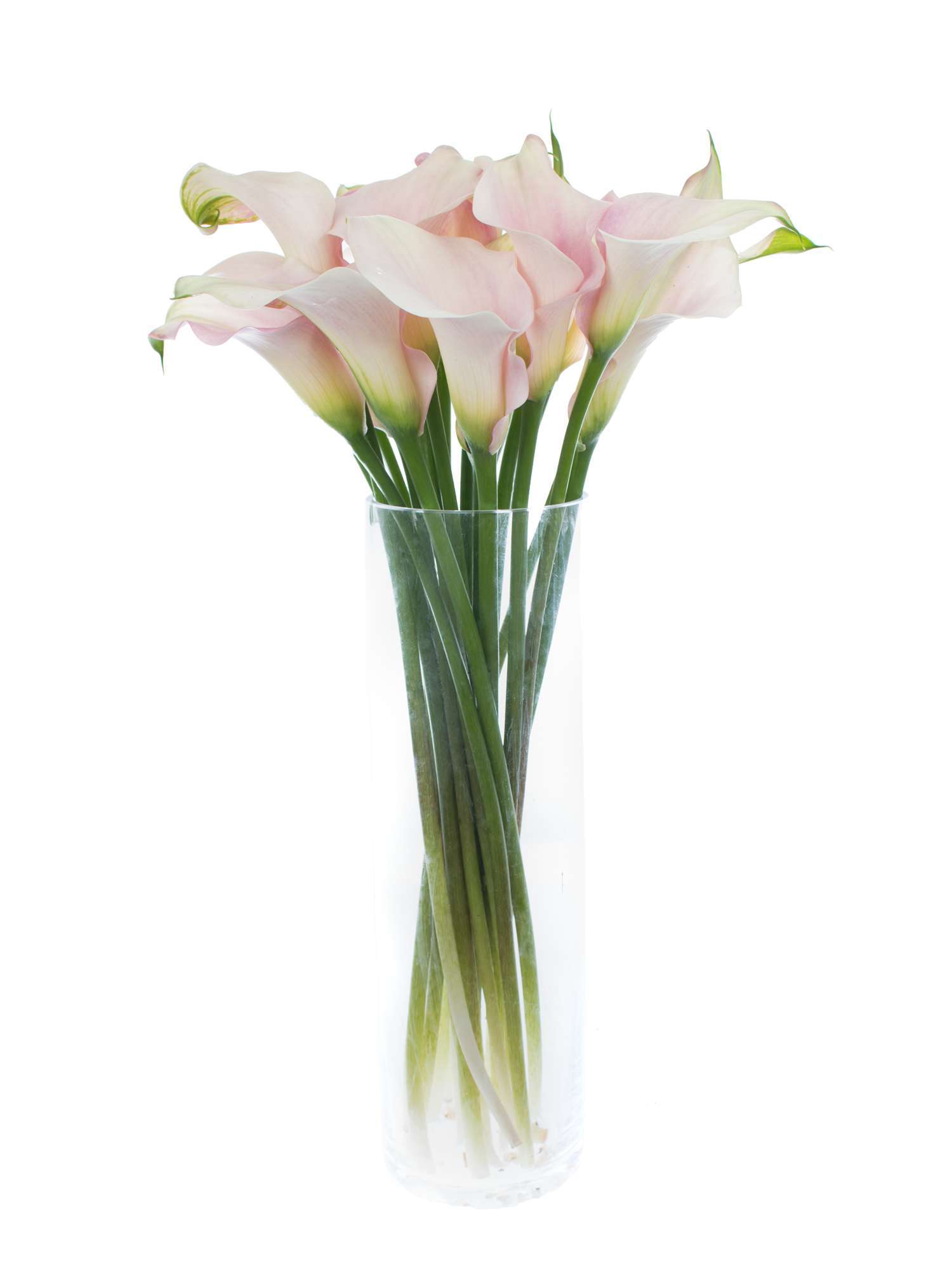 blumigo-calla-captain-melrose-schnittblume-rosa image 3