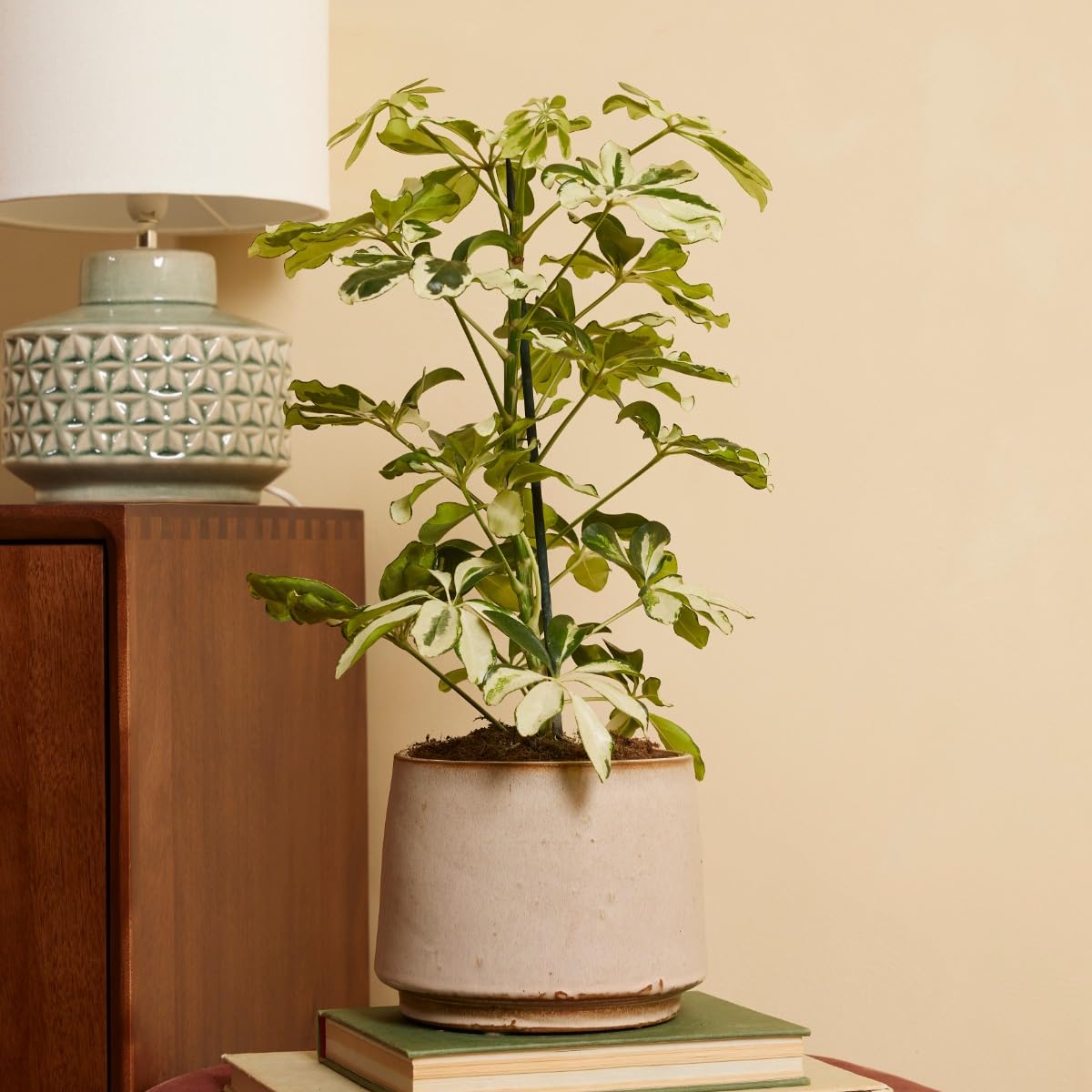 plnts-rareplnts-schefflera-charlotte-13-cm-topf-40-cm image 6