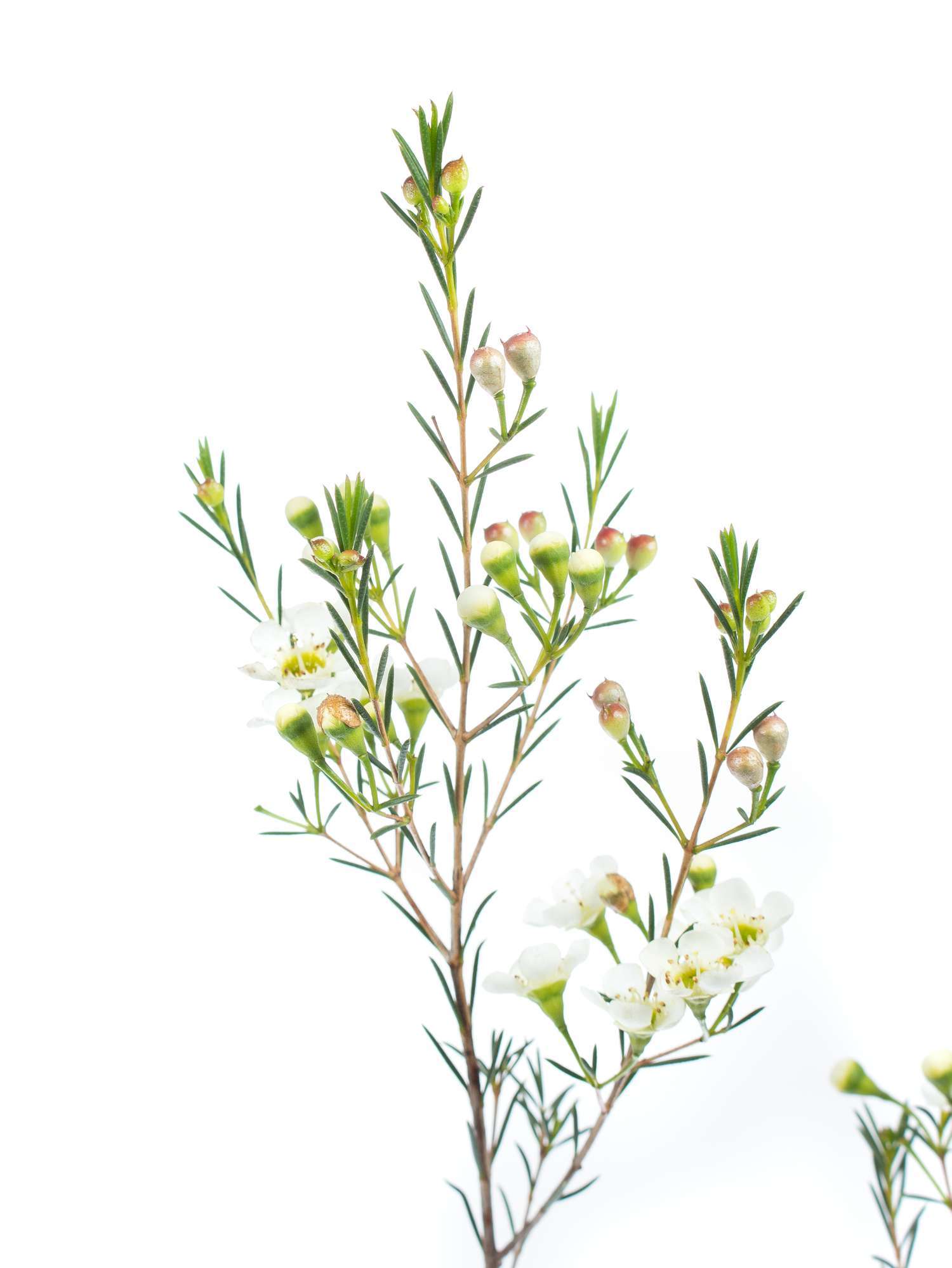 blumigo-blattwerk-wachsblume-ofir-wei-schnittblume image 4