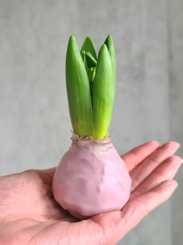 blumigo-gewachste-hyazinthenknollen-fr-hlingsknollen-mauve image 1