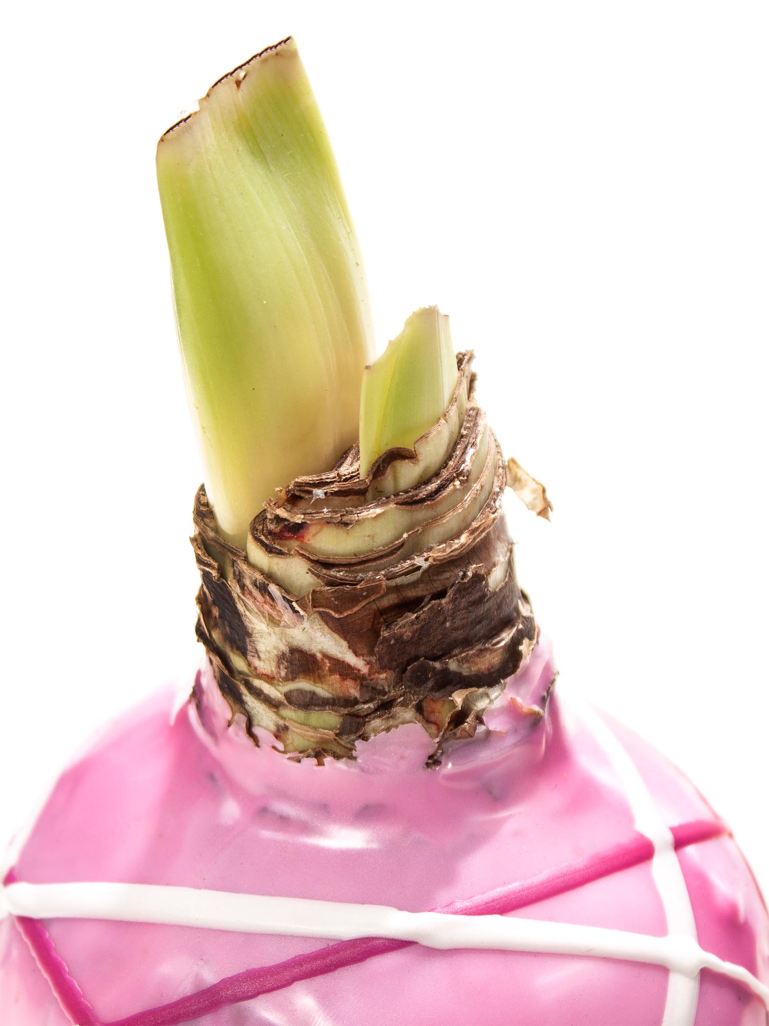blumigo-amaryllis-gewachste-knolle-ritterstern-farbmix image 2