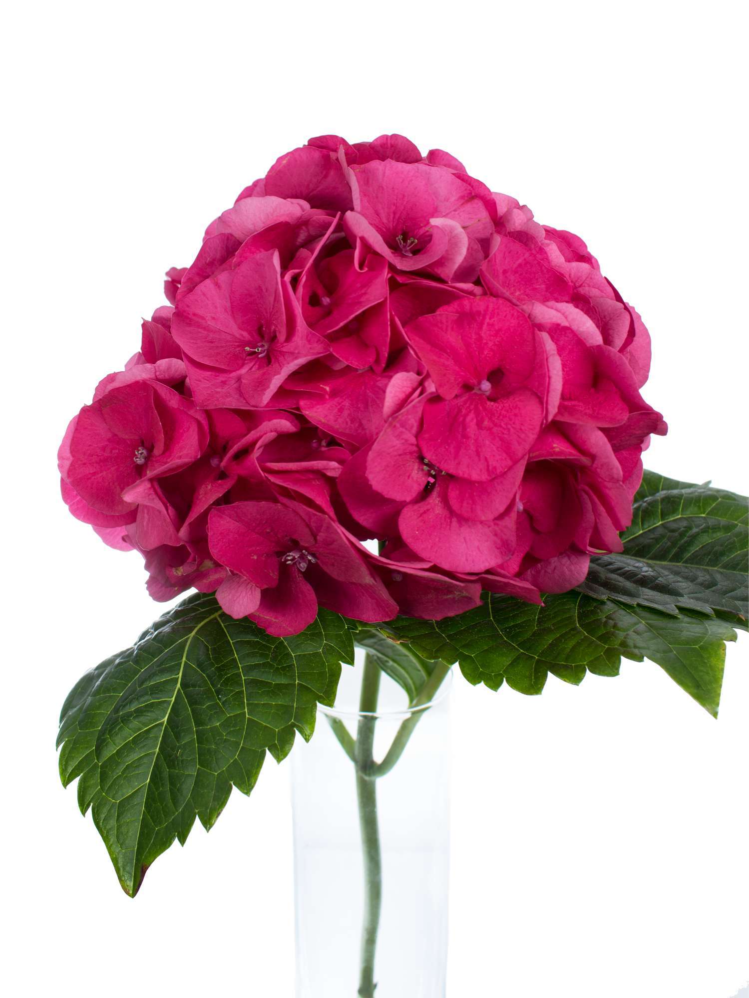 blumigo-hortensien-magical-sibilla-rot-schnittblume-pink image 2