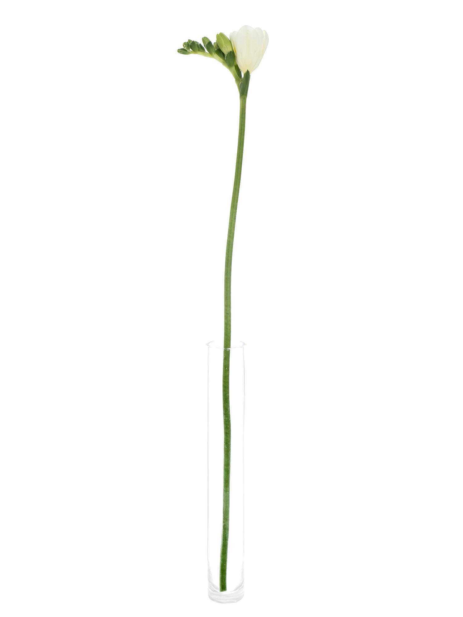 blumigo-freesien-volante-schnittblumen-wei-duftend image 5