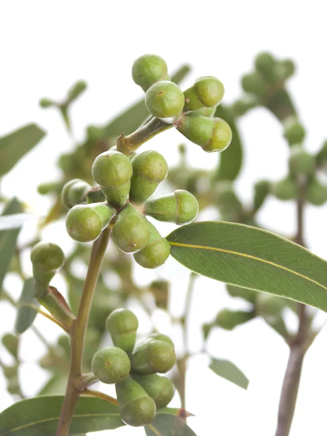 blumigo-eukalyptus-fruchtst-nde-gr-n-bund image 1