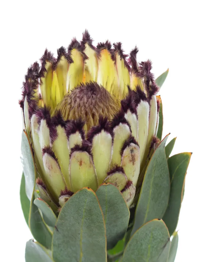 blumigo-proteen-protea-didi-snow-princess-wei image 1