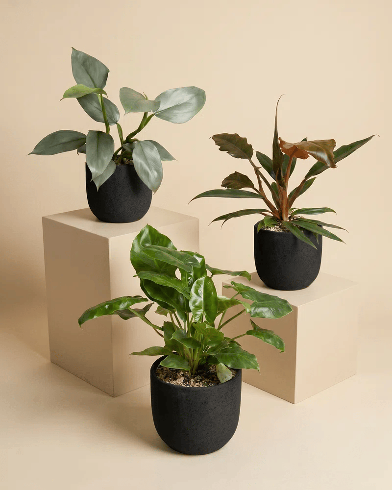 feey-variado-schweizer-philodendron-trio-pflanzenset-3er image 6