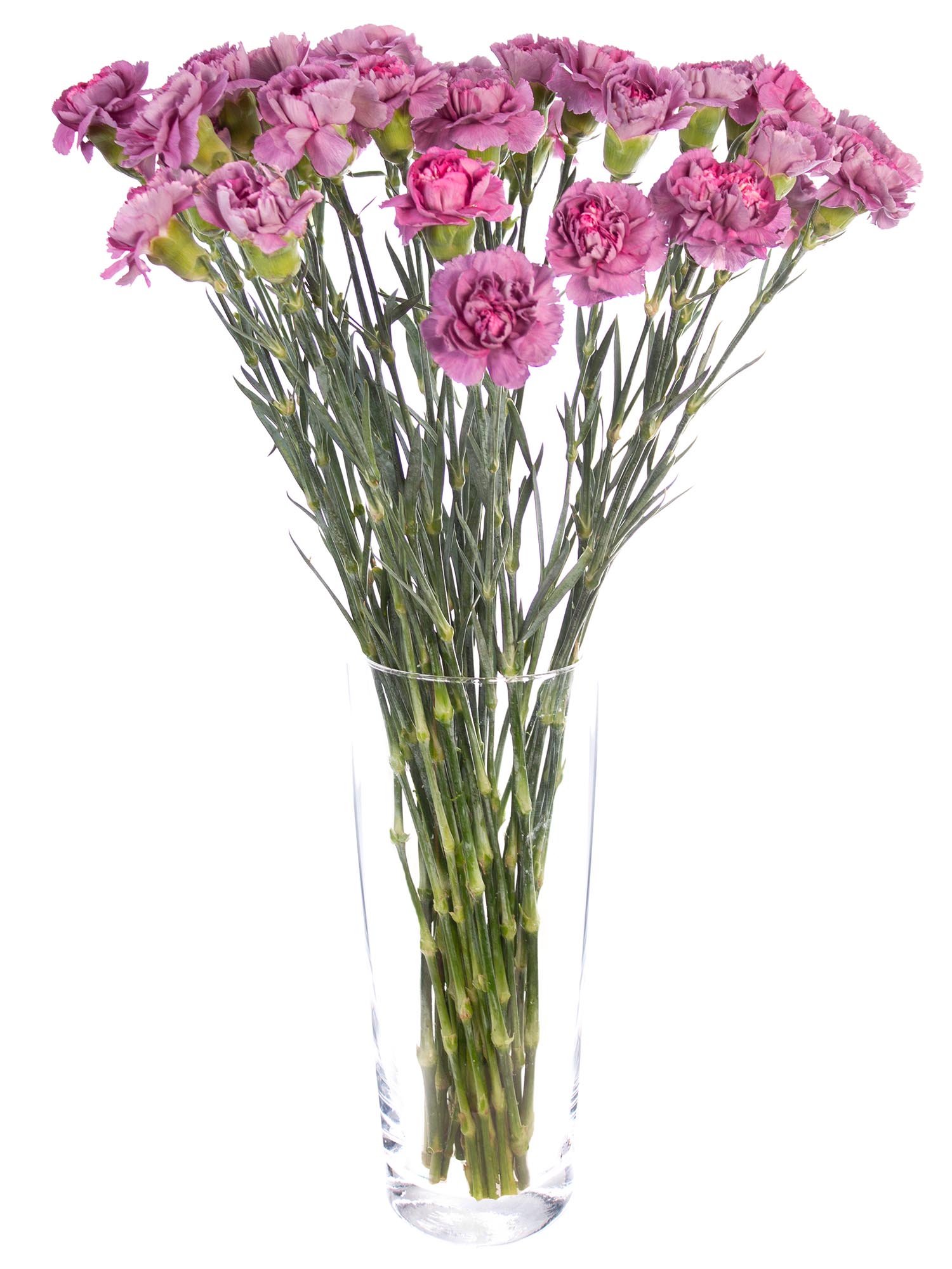 blumigo-nelken-hypnosis-violette-schnittnelke-edelnelke image 2