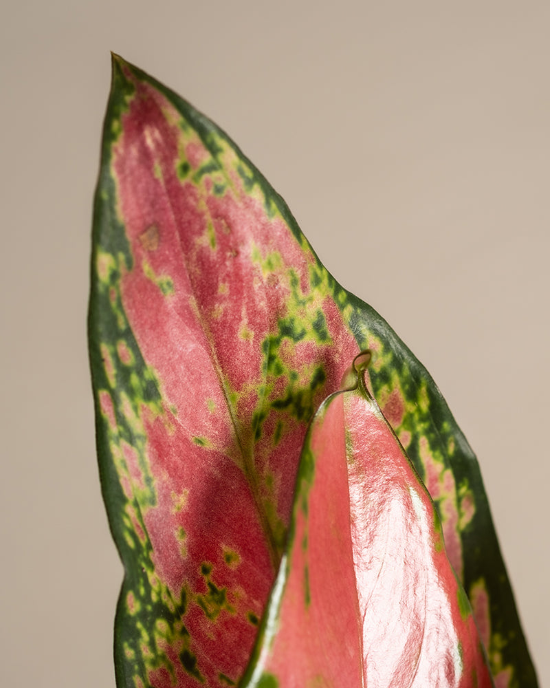feey-aglaonema-cherry-baby-zimmerpflanze-klein-rot image 8