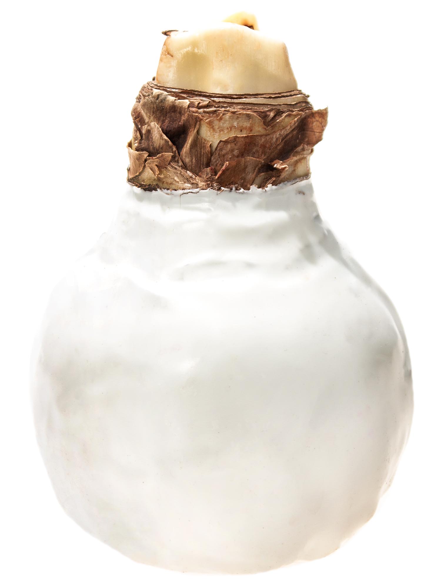 blumigo-amaryllis-gewachste-knolle-wei image 5