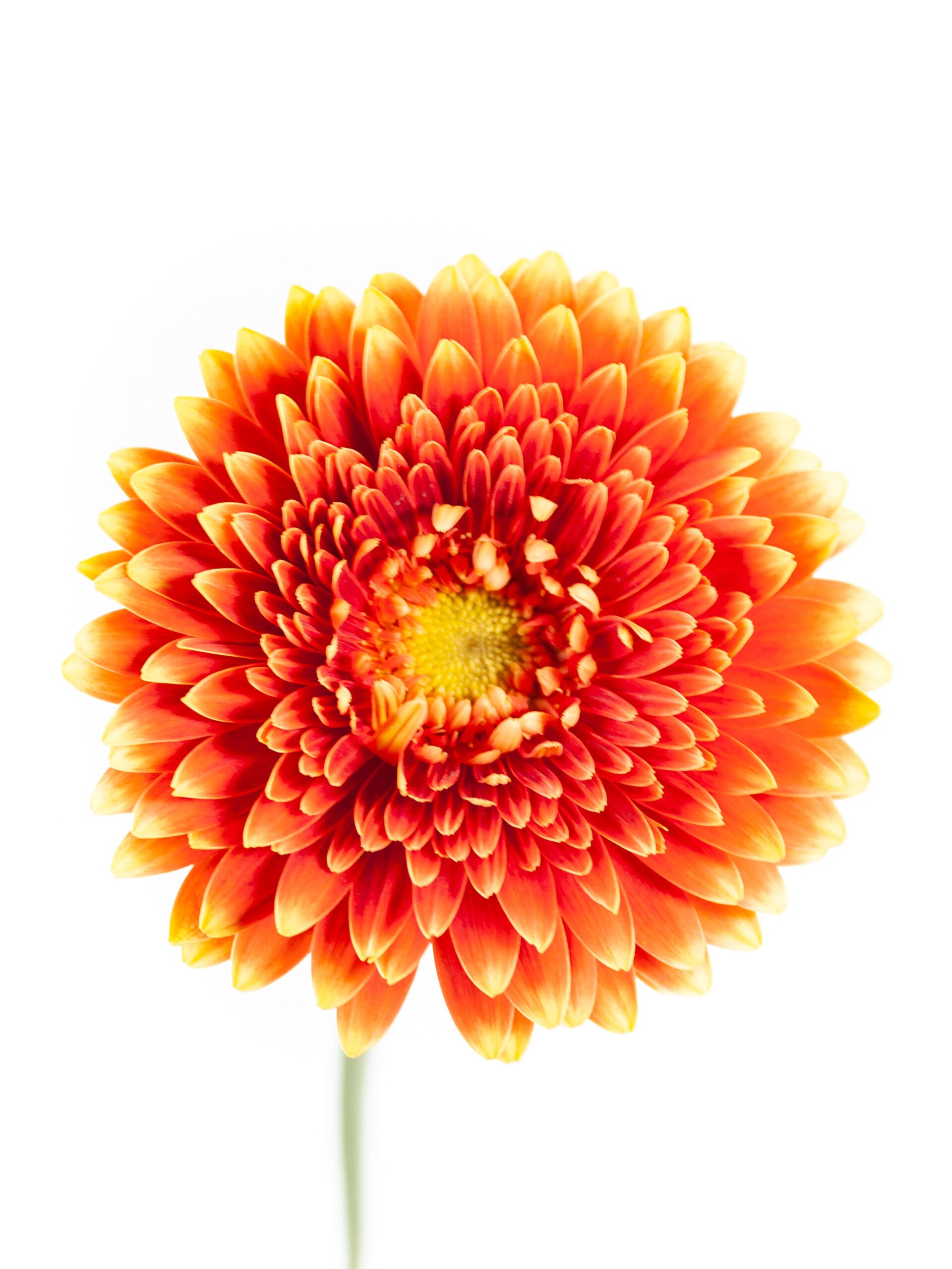 blumigo-gerbera-mini-canizares-schnittblume-orange-gelb image 2
