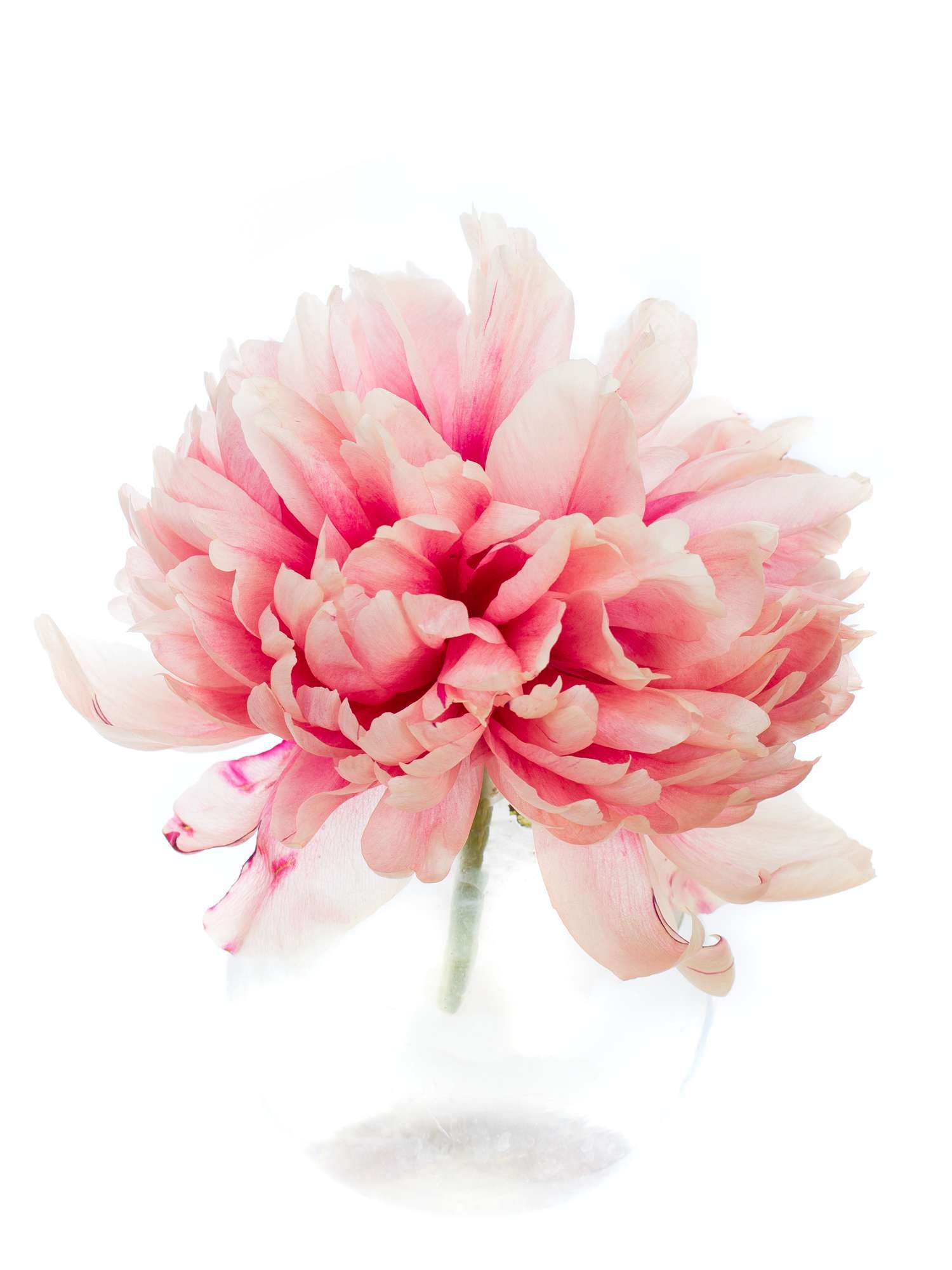blumigo-pfingstrosen-command-performance-schnittblumen-rot-pink-creme image 6