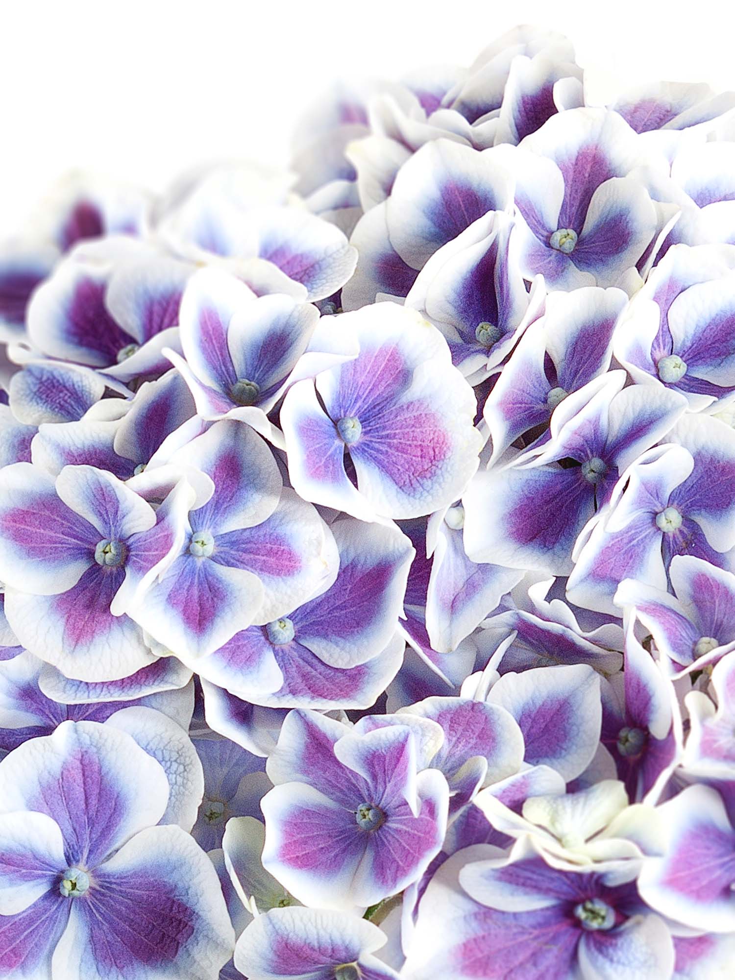 blumigo-hortensien-beauty-dali-schnittblume-violett-wei image 2