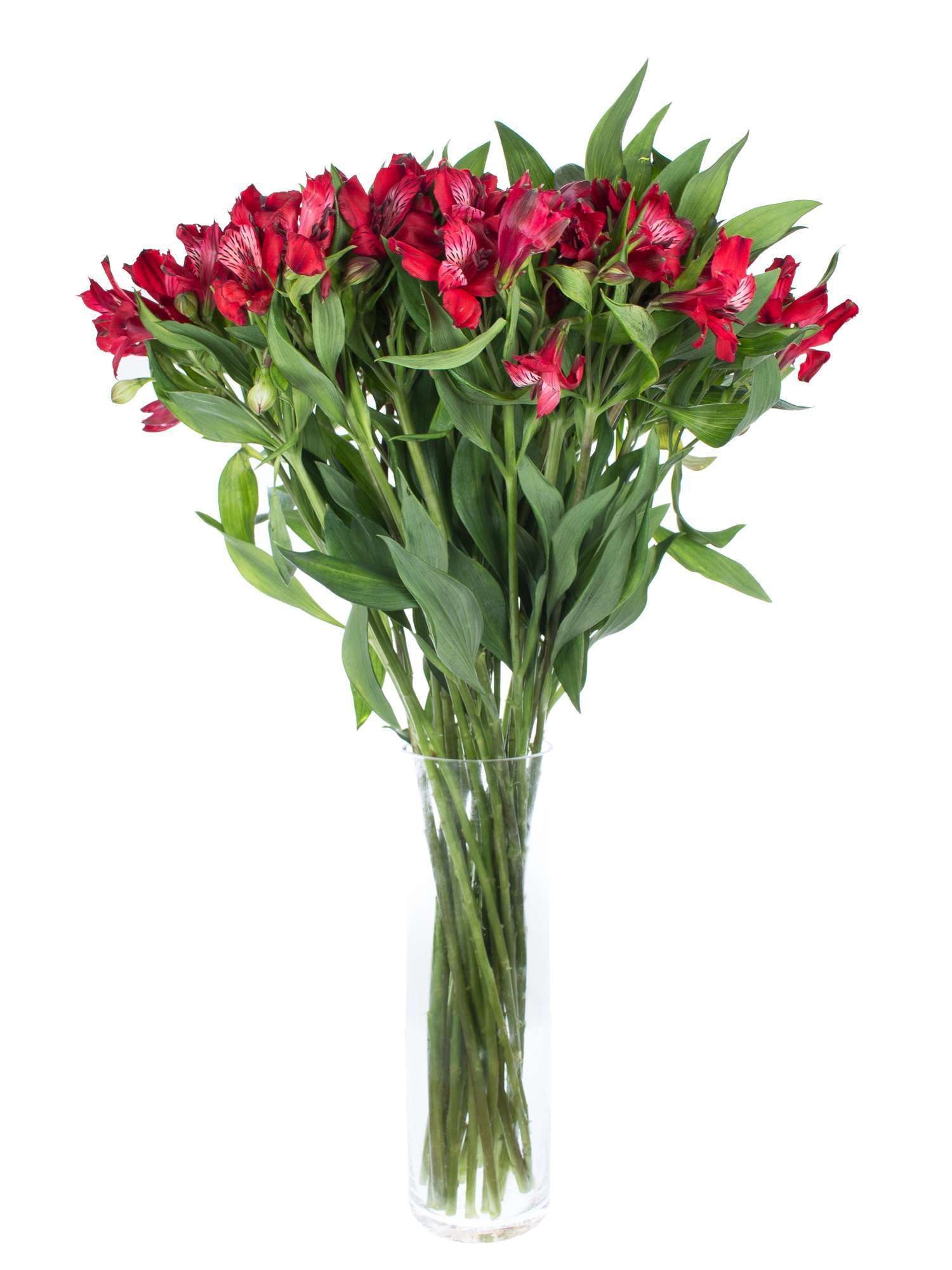 blumigo-alstromerien-ariel-rot-frische-schnittblumen image 2