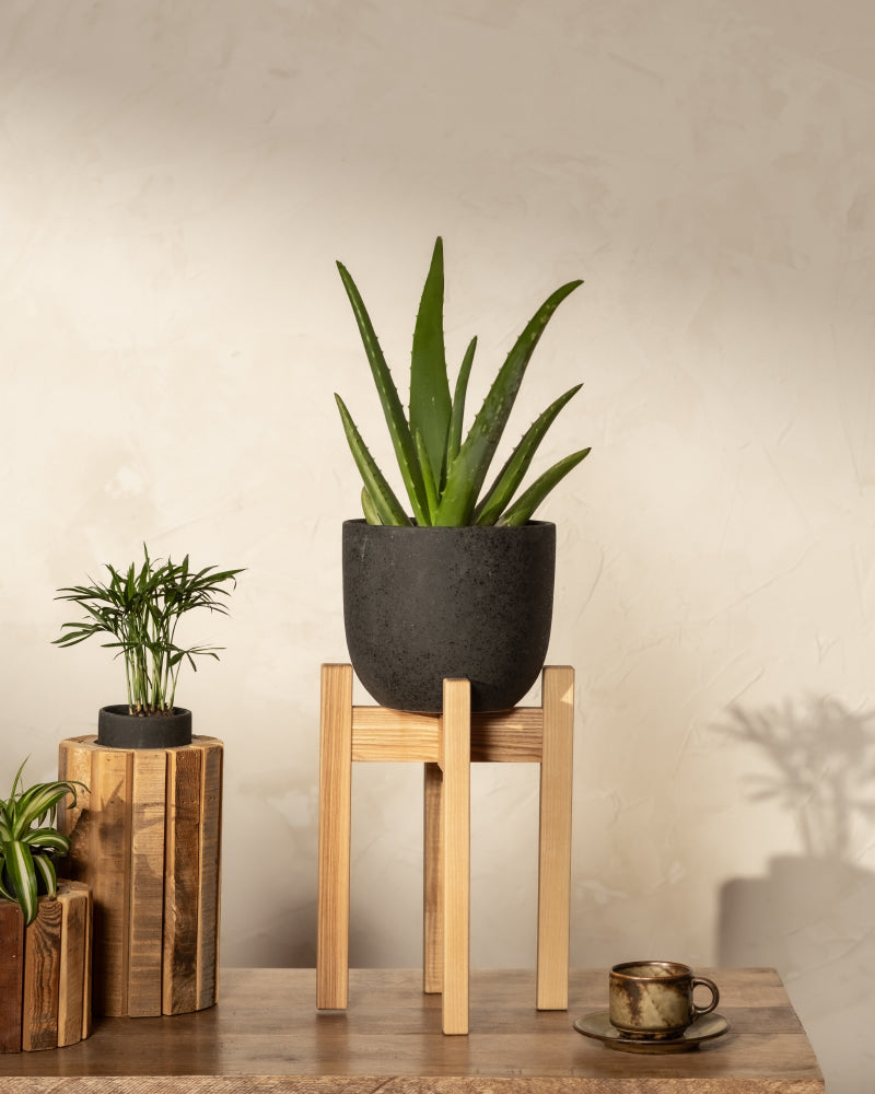 feey-variado-echte-aloe-zimmerpflanze-ohne-bertopf-pflegeleicht image 6