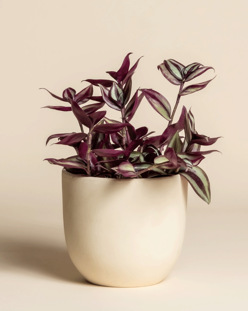 feey-variado-tradescantia-zebrina-zimmerpflanze-ohne-bertopf image 6